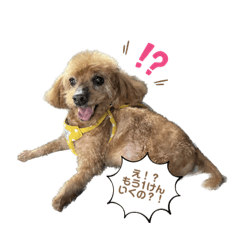 [LINEスタンプ] まろんちゅわんのすたんぷ