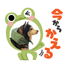 [LINEスタンプ] 黒柴 RIN♪＆白柴 RAN♪