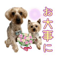 [LINEスタンプ] ココア君・ヨウちゃん