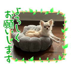 [LINEスタンプ] チワワコンニチハスタンプヨ