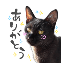 [LINEスタンプ] ハチワレと黒猫 01