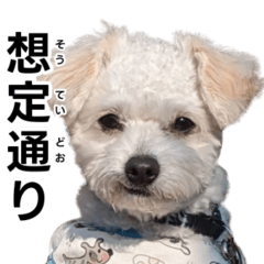 [LINEスタンプ] 漢犬ケン