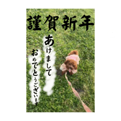 [LINEスタンプ] 1日あいさつ わんこ2