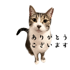 [LINEスタンプ] 愛猫月スタンプ