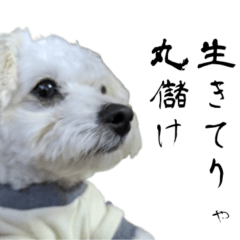 [LINEスタンプ] 漢犬ケン2