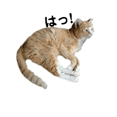 [LINEスタンプ] 茶トラ猫の日常スタンプ