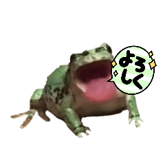 [LINEスタンプ] アマガエルのスタンプ1    （日本雨蛙）