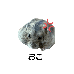 [LINEスタンプ] ハムスターのふじこ