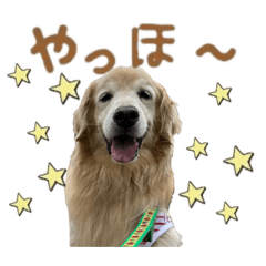 [LINEスタンプ] レイシス☆にこめ