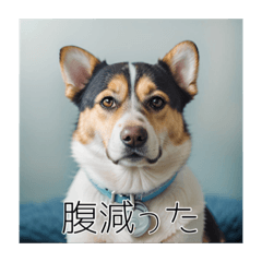 [LINEスタンプ] 日常系犬スタンプ