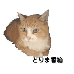 [LINEスタンプ] 茶トラ猫の日常スタンプ2