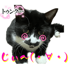 [LINEスタンプ] ねこねこにゃん！