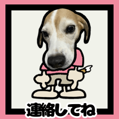 [LINEスタンプ] ビーグル犬ポップアップ(日常会話)