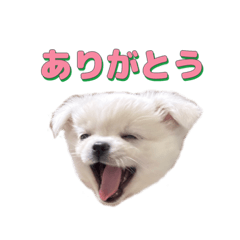 [LINEスタンプ] チワペキのムーちゃん2