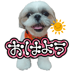 [LINEスタンプ] シーズーのよもぎちゃんの画像（メイン）