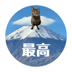 [LINEスタンプ] 庭からやってきた猫ニワカラ（3）