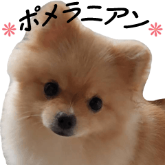 [LINEスタンプ] ぽめらにあん犬