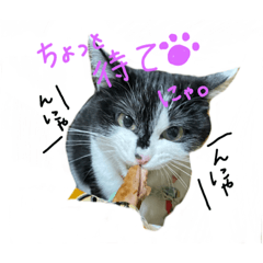 [LINEスタンプ] にゃにゃにゃだ！わん！