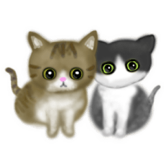 [LINEスタンプ] 【動く猫ちゃん】ハチワレ＆キジシロ