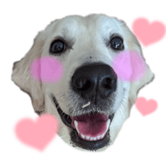 [LINEスタンプ] Pepe ＆ Mochi