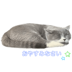 [LINEスタンプ] とーとーまーるー