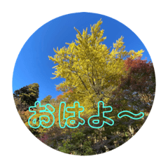 [LINEスタンプ] 紅葉だらけ〜