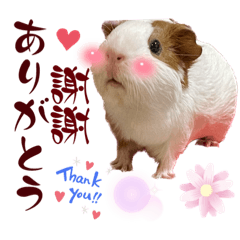 [LINEスタンプ] 喬可栗的家51 Chocolin♡日本語＆台灣語♡