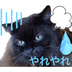 [LINEスタンプ] 黒猫 ルナ院長125にゃんめ