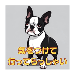 [LINEスタンプ] 大人のボストンテリア？