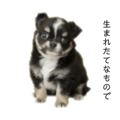 [LINEスタンプ] 犬のちわわ