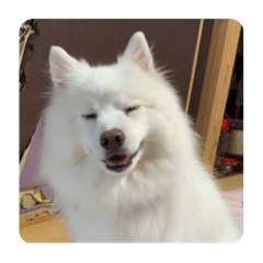 [LINEスタンプ] 実写版はかせ君（字幕付き）