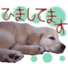 [LINEスタンプ] シェリー☆いっこめっ