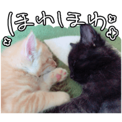 [LINEスタンプ] ちょみのかわいいねこたち