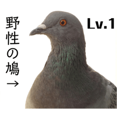 [LINEスタンプ] 普段通りの鳩たち