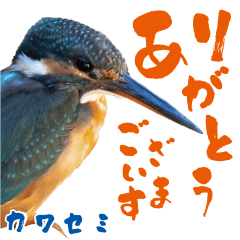 [LINEスタンプ] 【野鳥24種】綺麗で可愛い野鳥スタンプ！