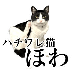 [LINEスタンプ] ハチワレ猫のほわ
