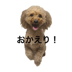 [LINEスタンプ] 愛犬ココのスタンプ①