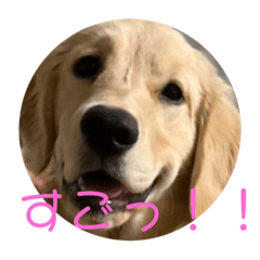 [LINEスタンプ] ゴールデンレトリバーのおもちちゃん5の画像（メイン）