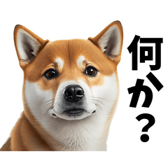 [LINEスタンプ] 柴犬 気まぐれ次郎さん