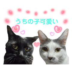 [LINEスタンプ] 可愛い猫「こまり＆こまめ」のスタンプ