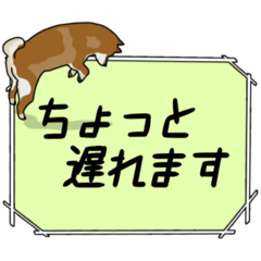 [LINEスタンプ] 使いやすい柴犬スタンプ！