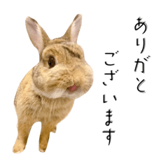 [LINEスタンプ] うさぎのよしまさ