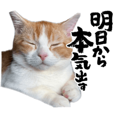 [LINEスタンプ] 短足マンチカン・むぎ助日常スタンプ