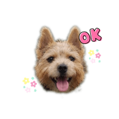 [LINEスタンプ] スパイクの日常で使えるスタンプ