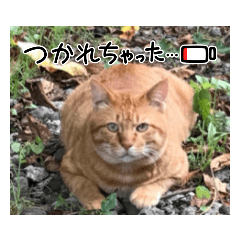 [LINEスタンプ] cat猫16スタンプ