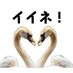 [LINEスタンプ] リアルな白鳥（スワン）