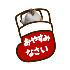 [LINEスタンプ] 白柴犬40面相冬スタンプ(実写)