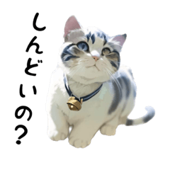 [LINEスタンプ] メイド猫？