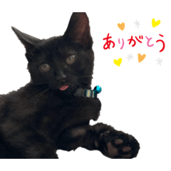 [LINEスタンプ] ケバブと田中クマ。連絡に使う編