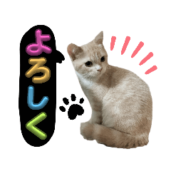 [LINEスタンプ] マンチカンのルル君(='ω'=)